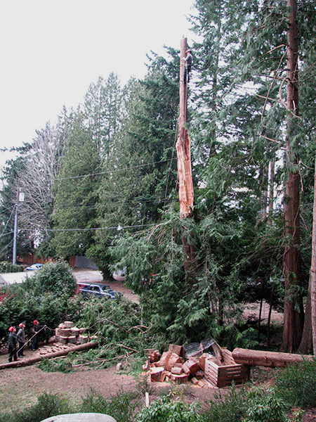 Storm Damage, Tree Service, Sunshine Coast, BC