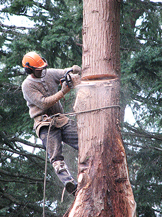 Tree Service, Sunshine Coast, BC